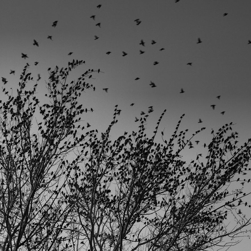 I Practice Dharma Art With Black And White Snapshots