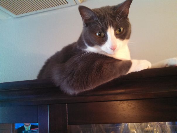 Welcome To The Gun Show