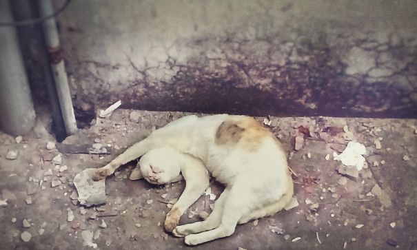 I Woke Up One Morning To Find My Next Door Cat Sleeping Exactly The Way Mom Said I Slept Last Night.