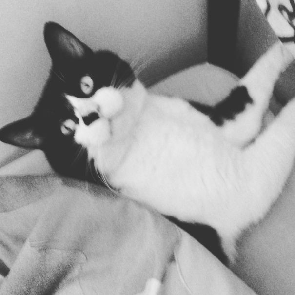 My Daughter Decided To Tuck The Cat Into Bed