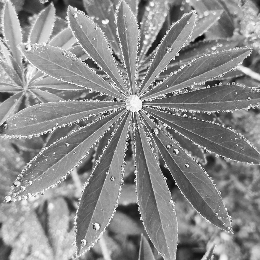 I Practice Dharma Art With Black And White Snapshots