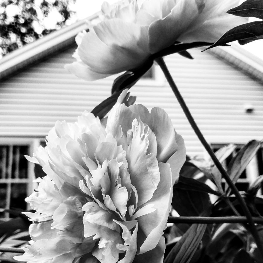 I Practice Dharma Art With Black And White Snapshots