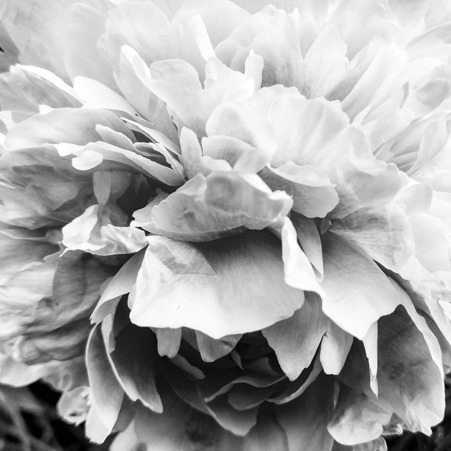 I Practice Dharma Art With Black And White Snapshots