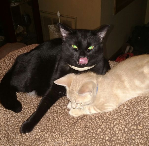 The Kitten Woke Her Up