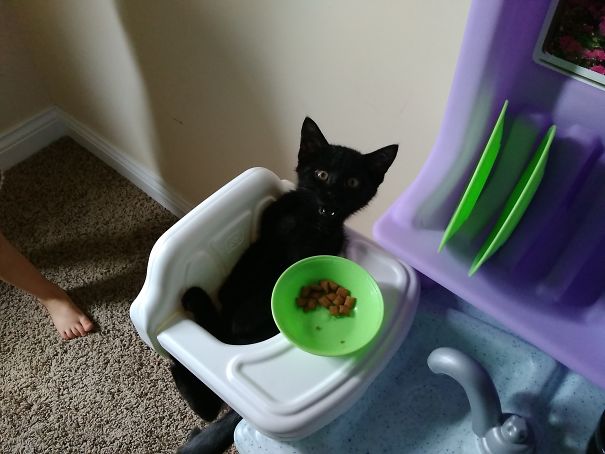 Kitten In A Highchair