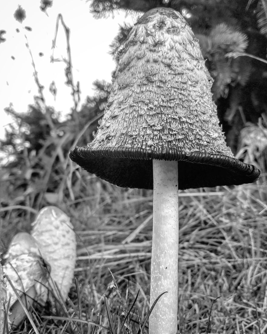 I Practice Dharma Art With Black And White Snapshots