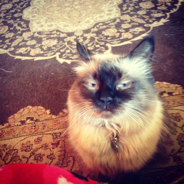 When I Wouldn't Get My Cat More Food. She Is Overweight.