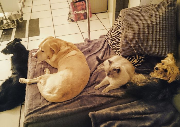 I Think We Need A Bigger Sofa For Our Four Dogs...you Count Three And A Cat? That's What We Try To Explain To Him Every Day 😀