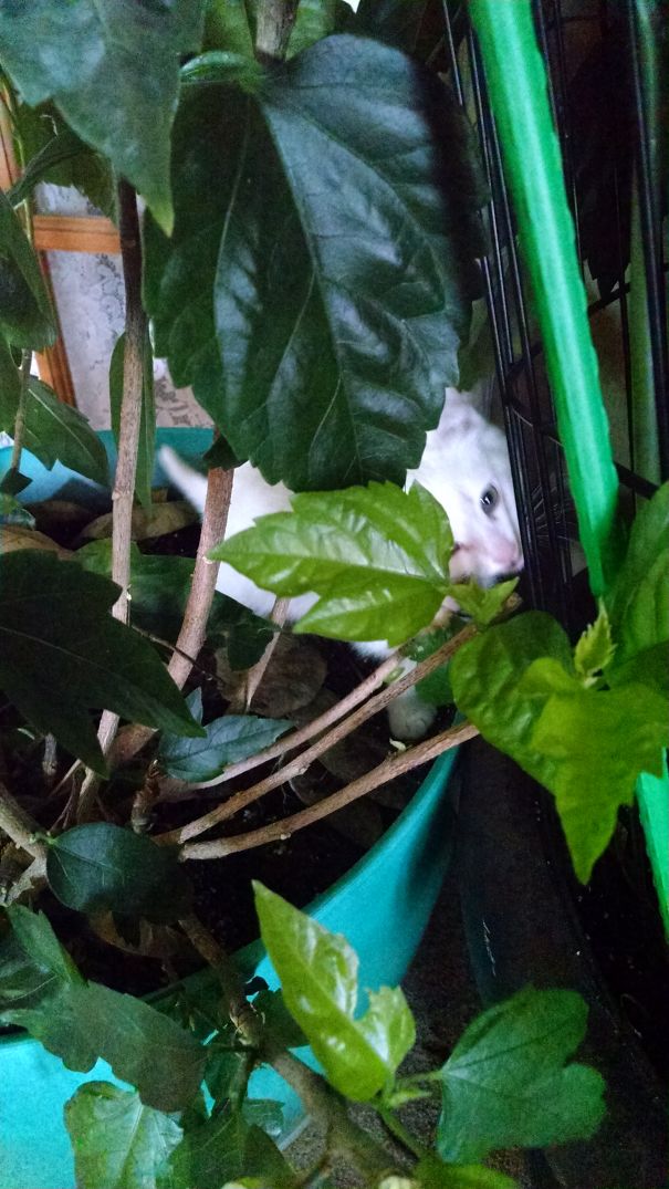 Hiding In The Bushes