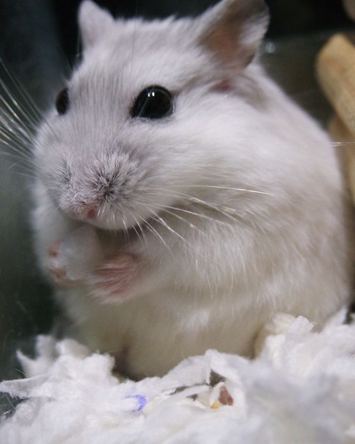 I'm In Shape. Round Is A Shape.