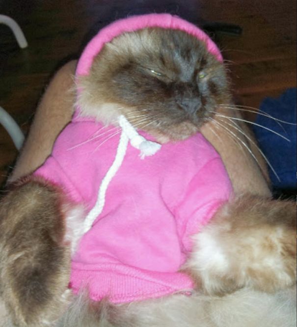 Our Very Grumpy Ragdoll Cadbury. Not Impressed With His New Hoodie
