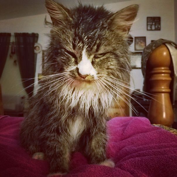 Gave My Cat A Bath, This Is How He Looked At Me For The Rest Of The Night.