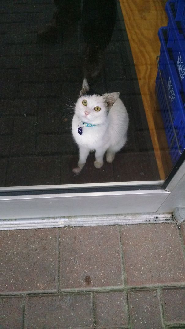 Save Me From This Dog Store