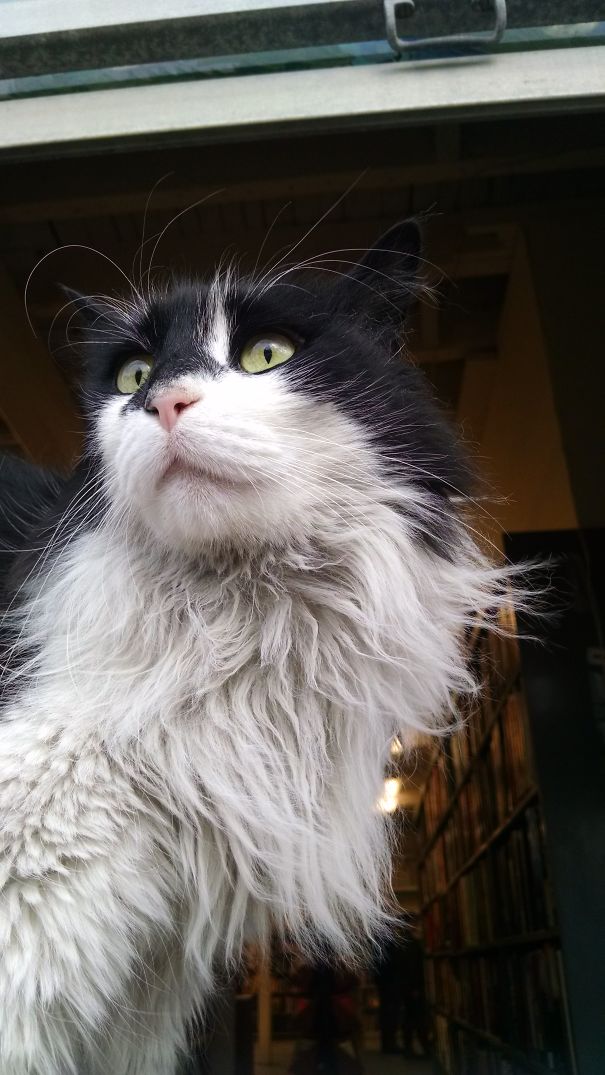 I'll Let My Eye Brows Do The Talking