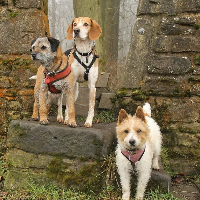 Can You Tell Which One Wishes She Was An Only Dog Again?