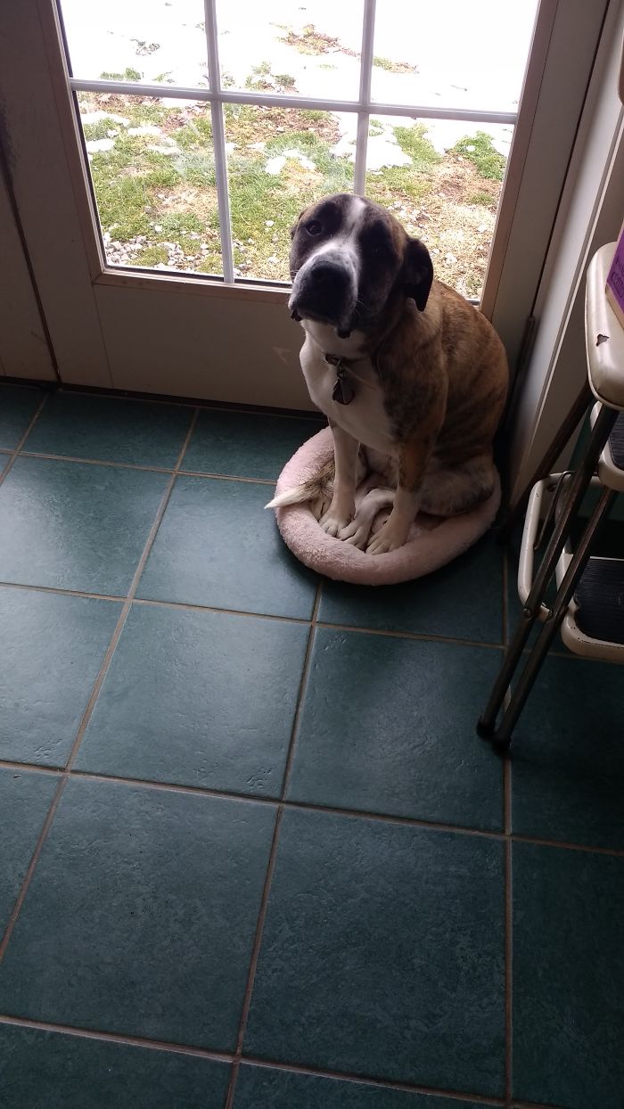 I Came Home To Find This And My Easter Candy All Over The Couch