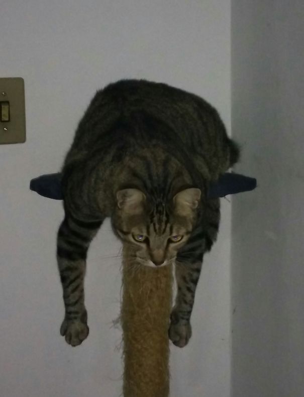 Sherlock Just Wants To Die...