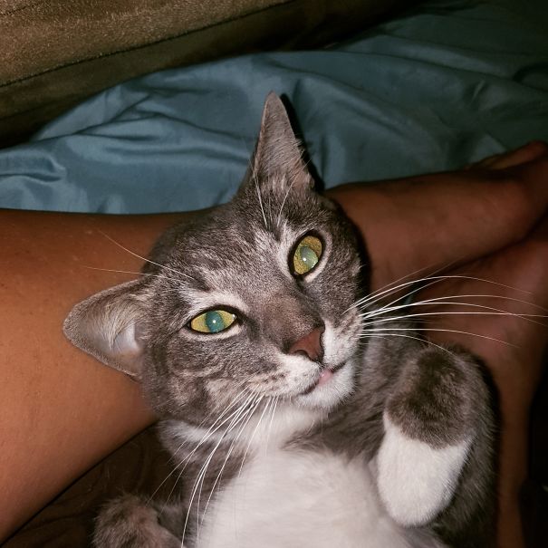 When The Catnip Hits.