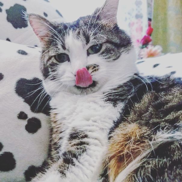 Lady Purple Cat - Don't Care :d