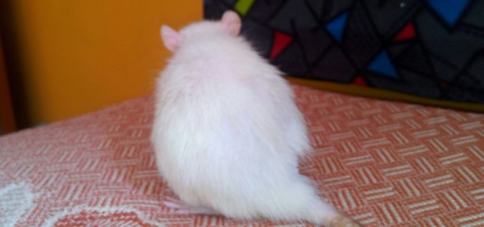 Stuart : The White Rat