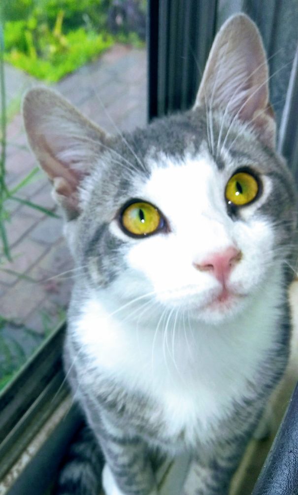 Ricky Cam Robertson, His The Most Amazing Cat I've Ever Had Smart, Loving And Spoiled Rotten