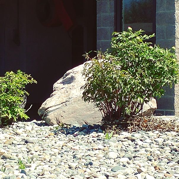 Harambe's Spirit Lives On In This Rock At Our Local Car Wash.