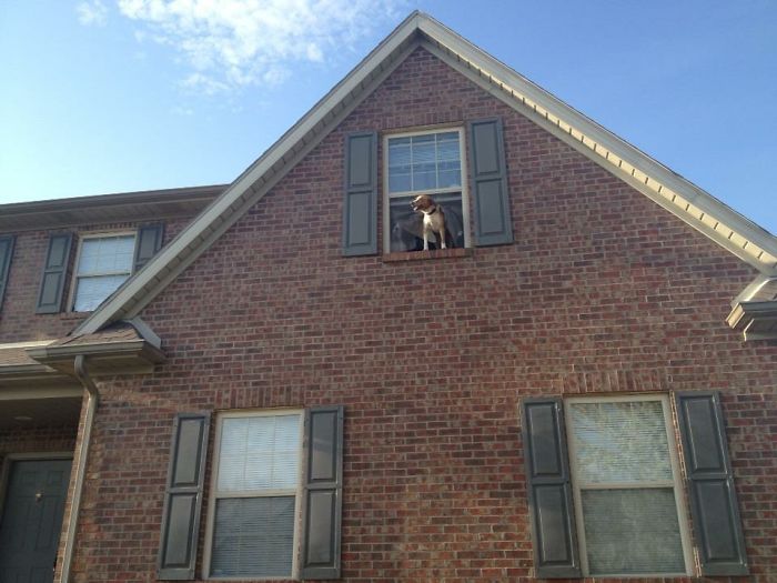 "are You Guys Home Yet?!" He Ripped The Screen! Thankfully, He Didn't Jump.