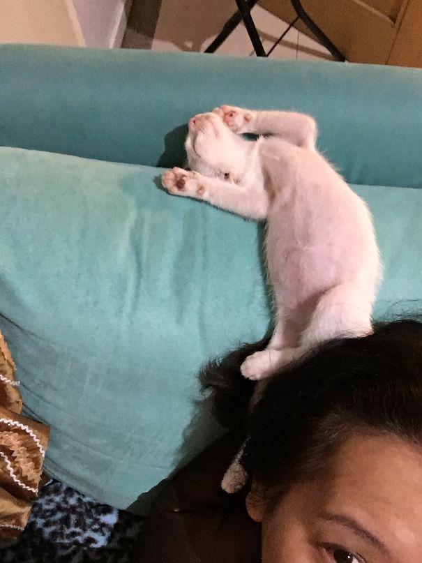 My Cat"s Reaction To The Current News On Tv.