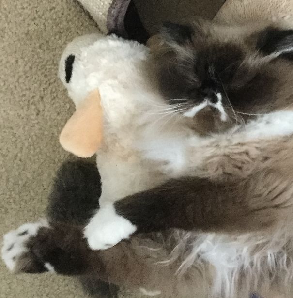 Can't Sleep Without Lamb-chop.