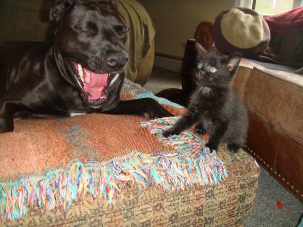 I'm A Cat Hear Me Roar..... Im A Dog Hear Me Roar.