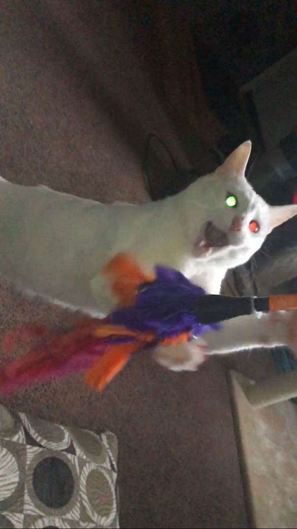 "hahahaha...this Is The Best Toy Ever"