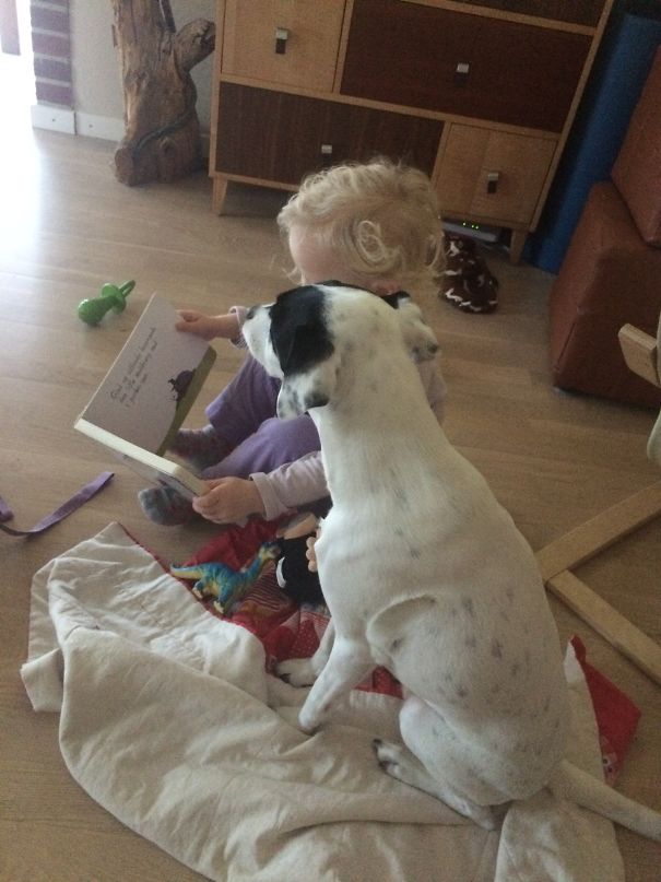 When The 2-year Old Gets The Dog To Listen To Her Reading A Story