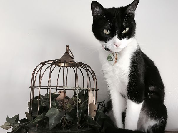 What Do You Mean This Bird Isn't Real?