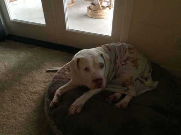 My Daughter Snuck Out Of Bed In The Middle Of The Night To Make Sure The Dog Was Tucked In Haha