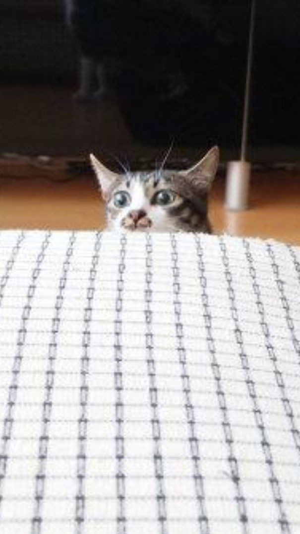 The First Time He Saw A Rabbit On The Couch