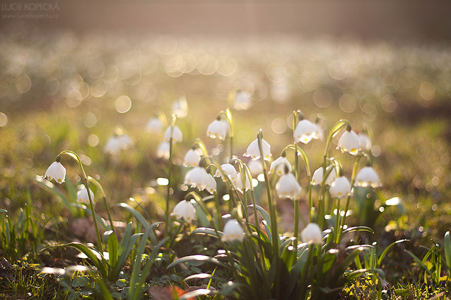I've Photographed A Blooming "Carpet" In Our Village