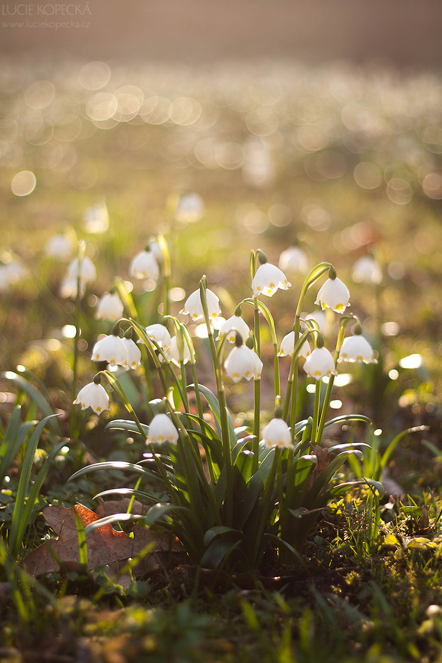 I've Photographed A Blooming "Carpet" In Our Village