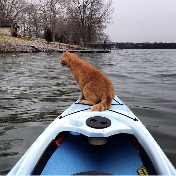 Kayakcat. Captain Of The High Seas.