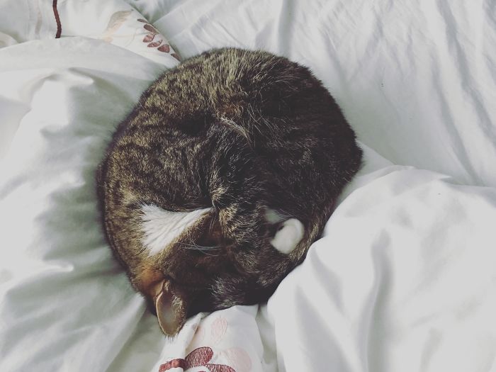 Perfectly Circular Princess