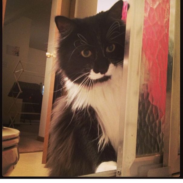 When You Don't Understand Why Humans Don't Despise Water Like You Do...