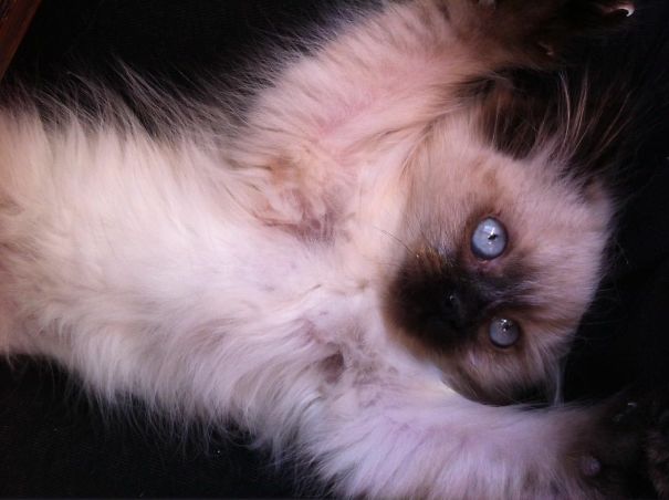 I Swear Mom... I Didn't Do It!