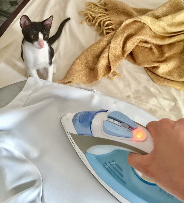 Snack Time! Oops My Human Is Busy 🐾