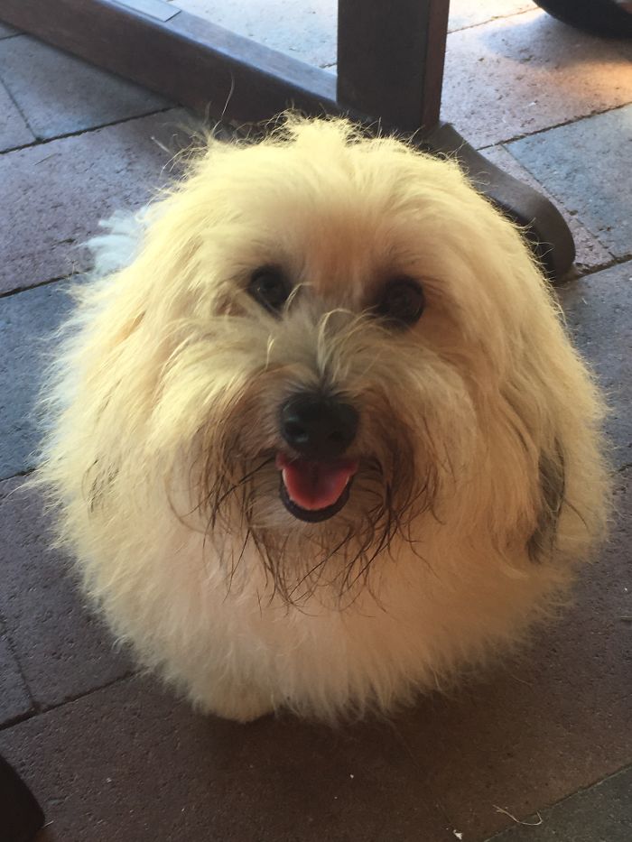 Buddy The Havanese Furball