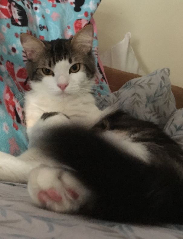 When He's Not "in The Mood To Be Bothered", This Is The Look I Get If I Bother Him...