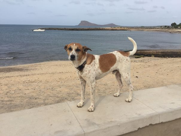 Random Holiday Dog Had To Get In The Shot!