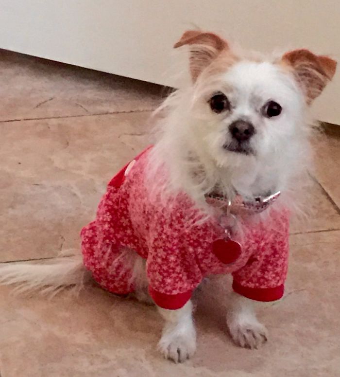Cute dog in red pajamas sitting on a tiled floor, capturing all the hilarious charm.
