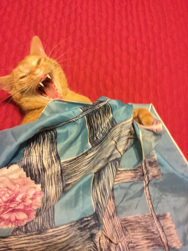 Dandelion Wants You To Come A Little Closer...