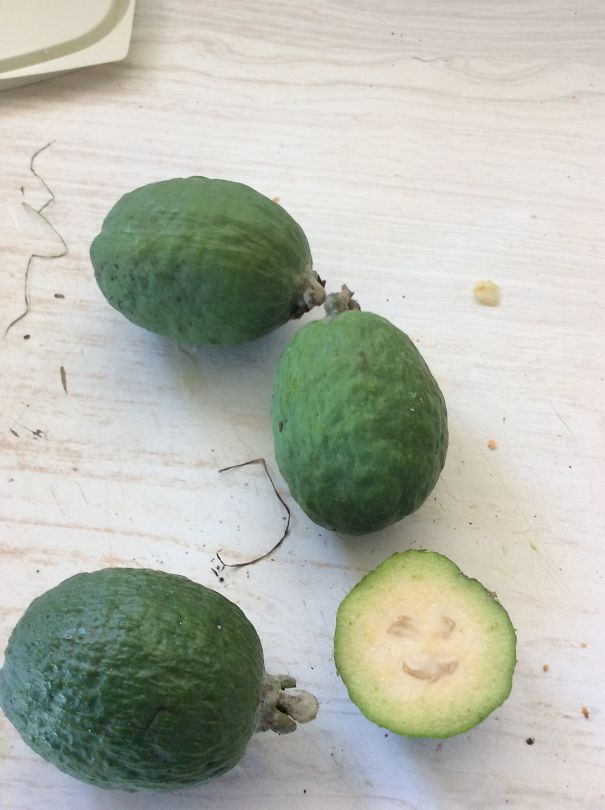 Happy Feijoa