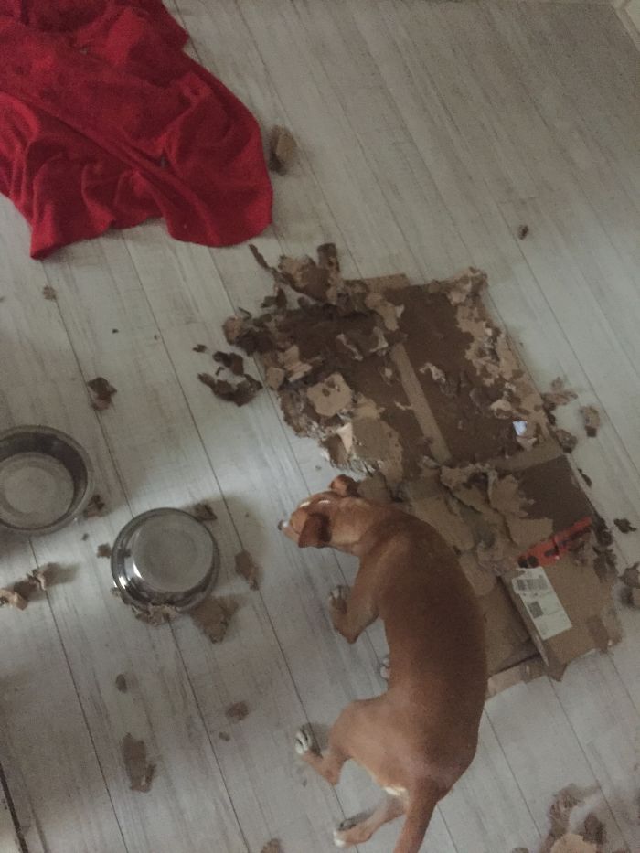 30 Min Alone... (it Wasn't The Dog In The Picture 😂)