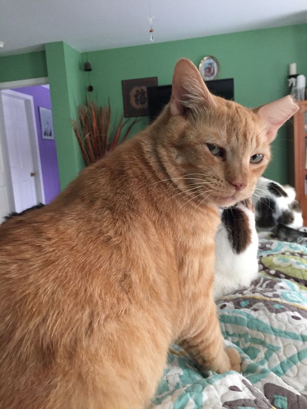 My Cat Gave Me This Dramatic Look When I Told Him No,i Wasn't Getting Up To Feed Him Yet.